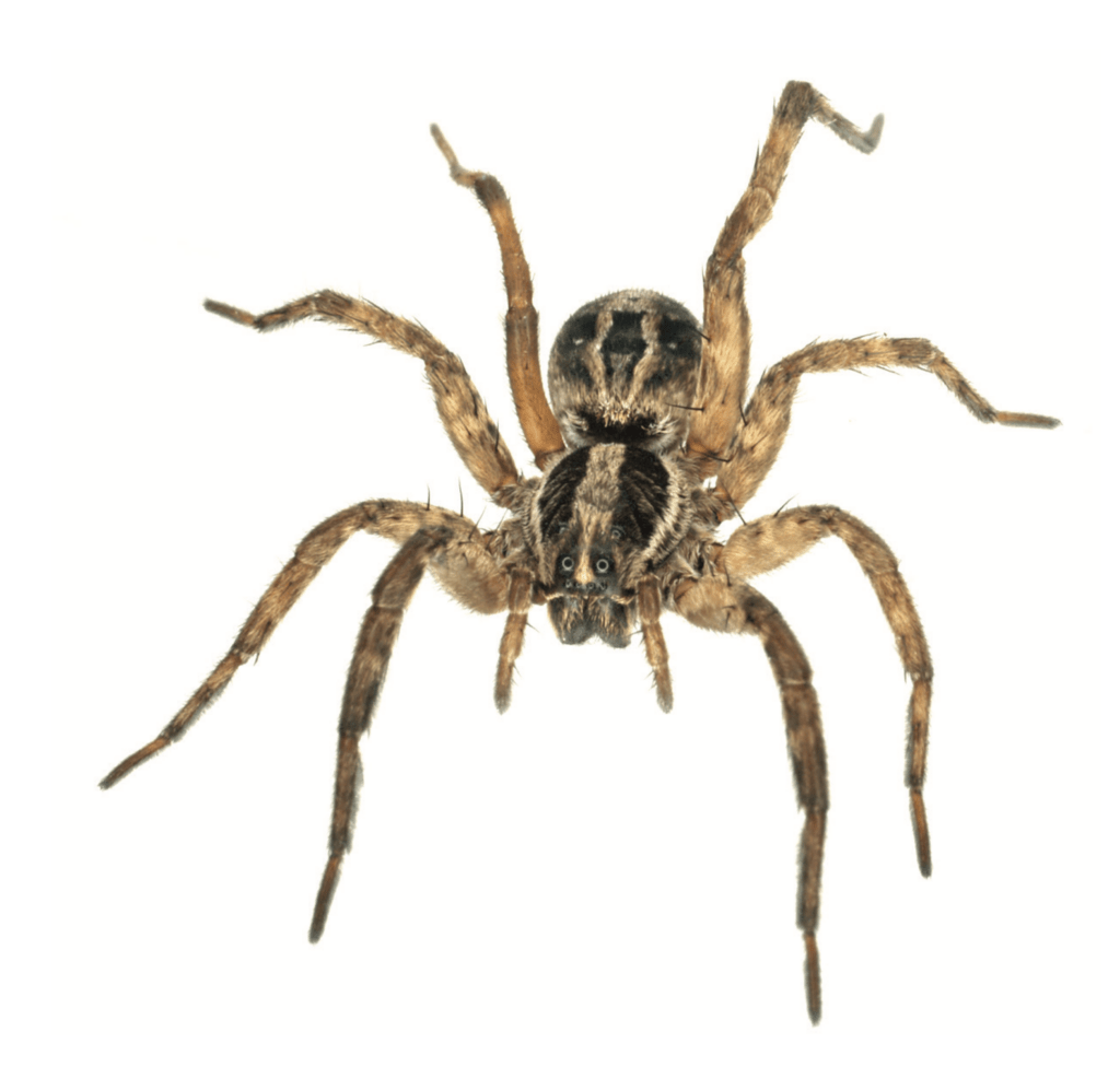 Figure 1. Schizocosa avida, a wolf spider, represents the general spider appearance with two body parts and eight legs.