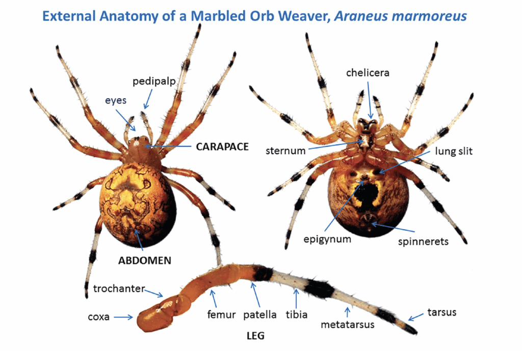 Figure 2. External anatomy of a marbled orbweaver, Araneus marmoreus.
