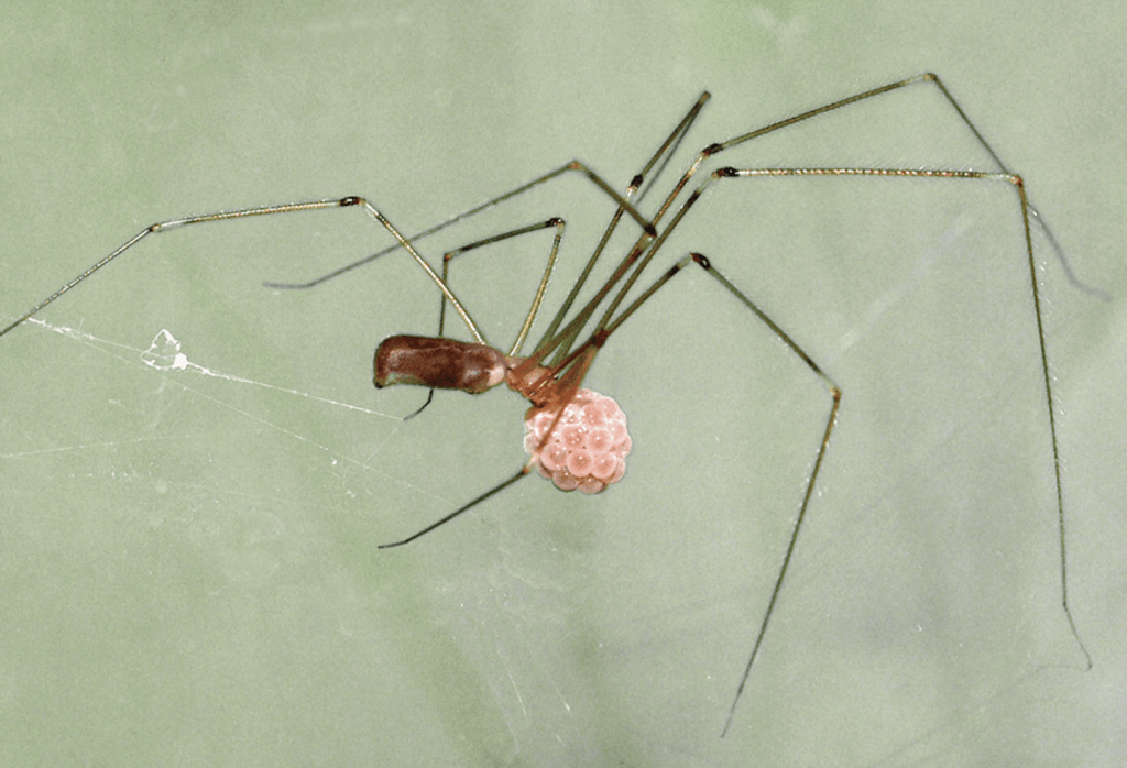 Long-bodied cellar spider, Pholcus phalangioides.