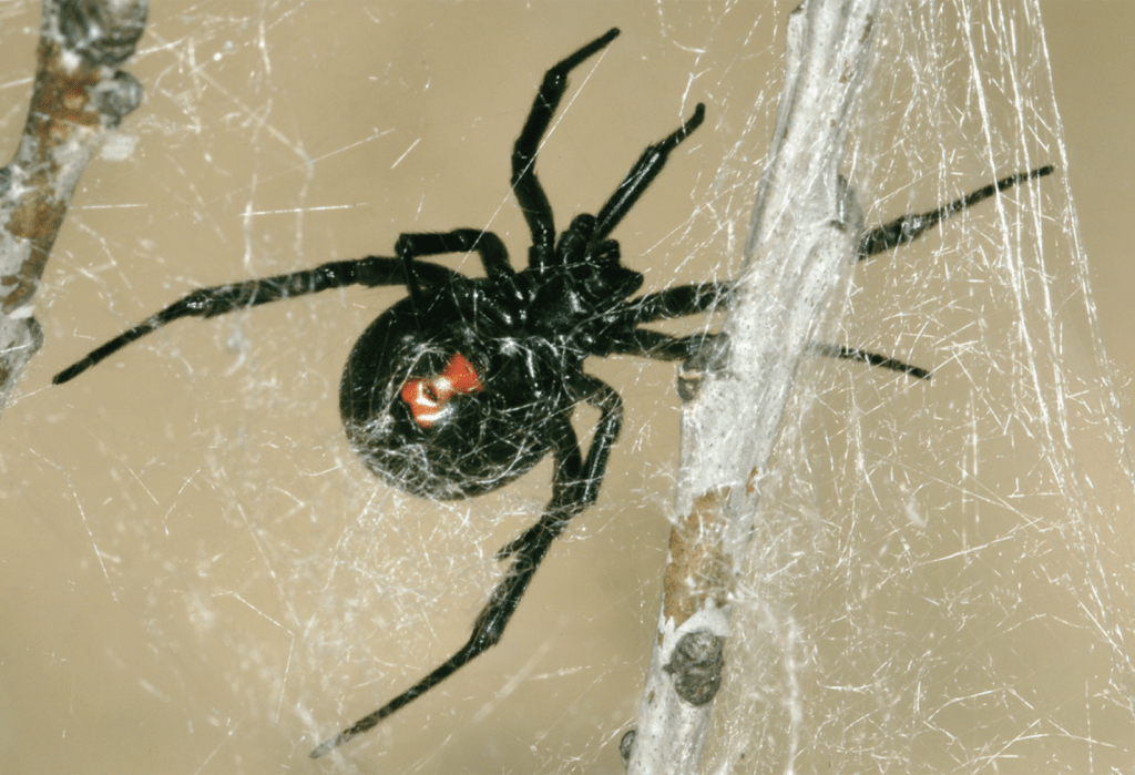 Western black widow, Latrodectus hersperus.